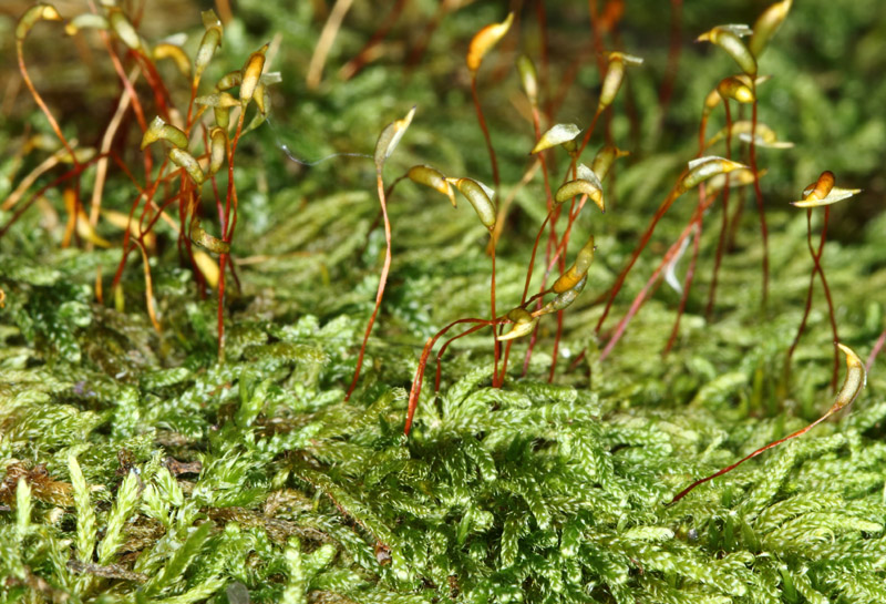 Hypnum pallescens